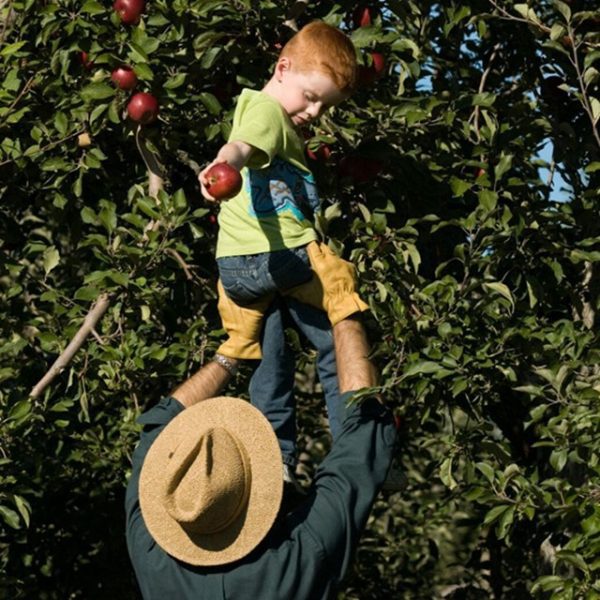 A man holding a boy up to pick apples